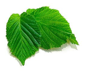 SANTE Kondicioner Family Hydratační pro suché vlasy 150 ml.