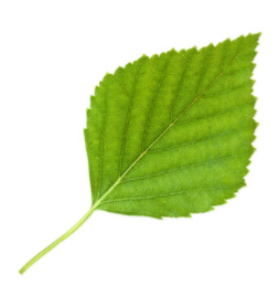 LOGONA Color Plus 100 ml.