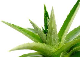 LOGONA Šampon na vlasy hydratační Aloe Vera 250 ml.